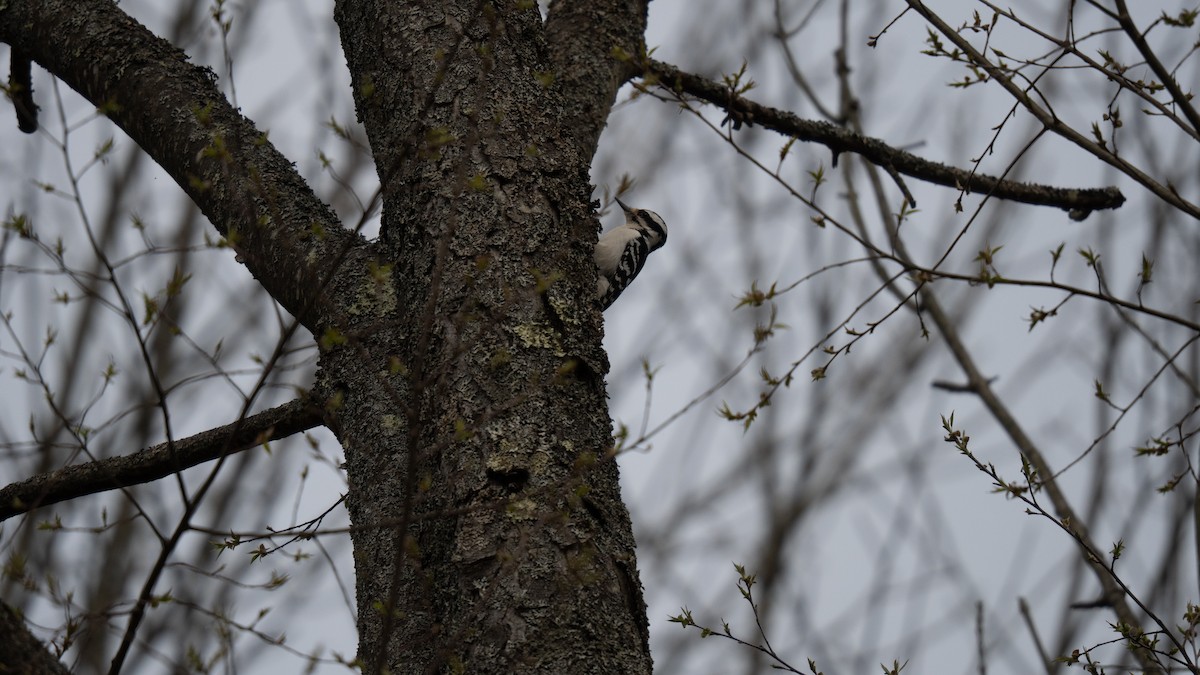 Пушистый дятел - ML634079296