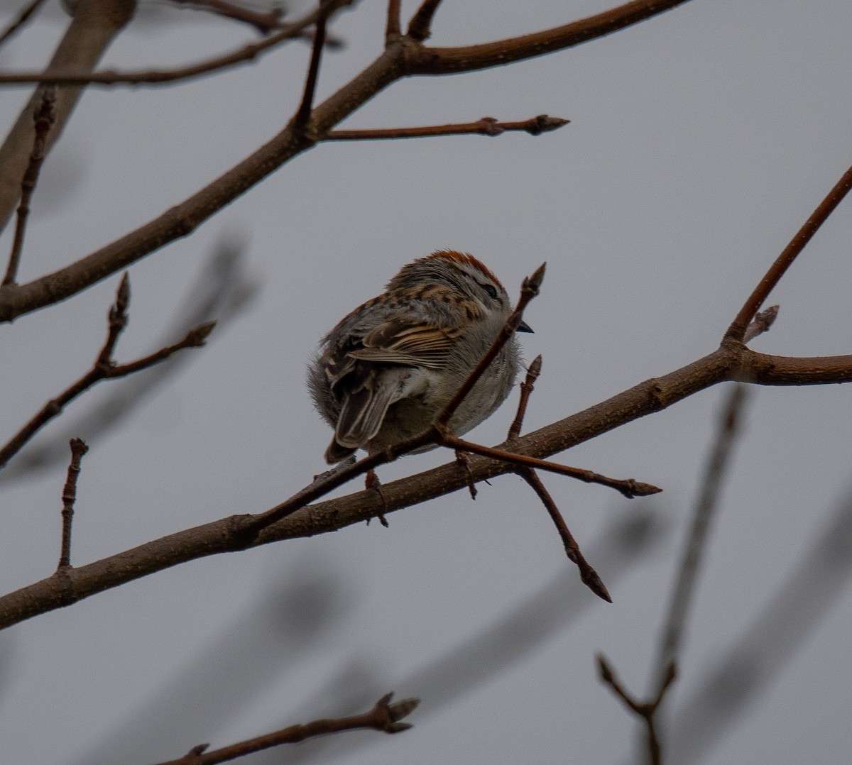 Малая воробьиная овсянка - ML634079390