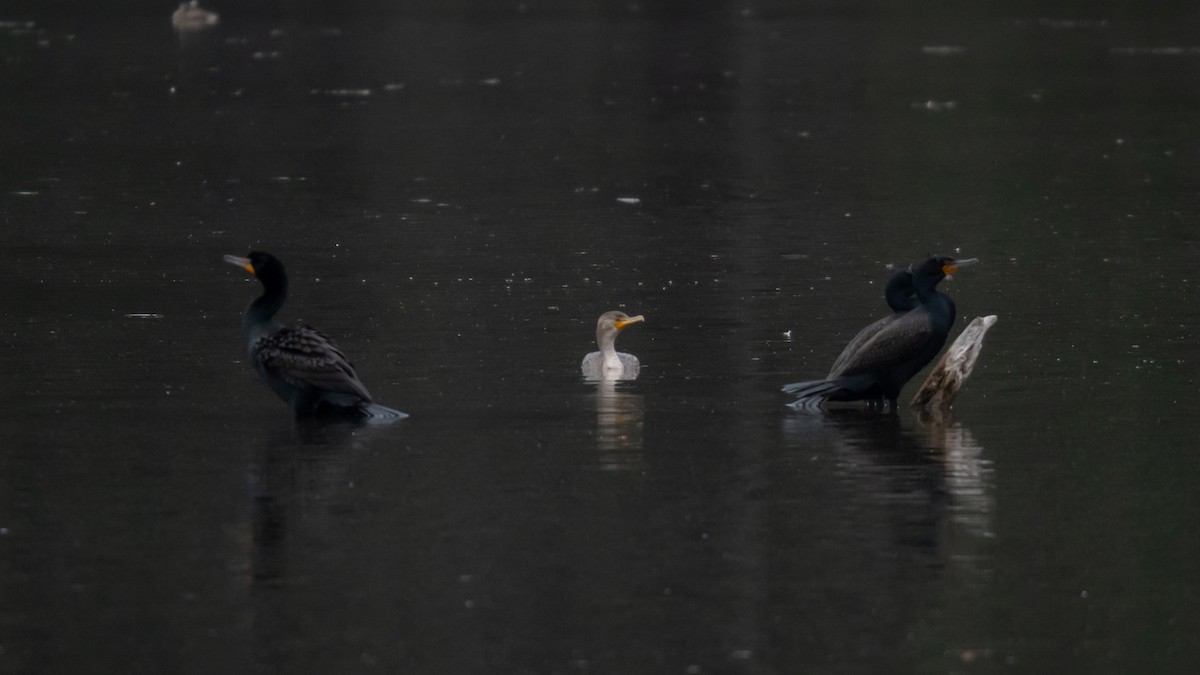 Ушастый баклан - ML634079423