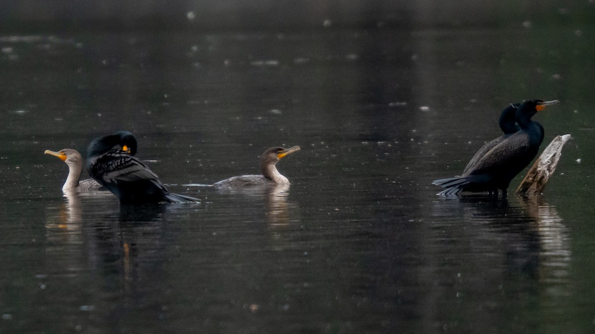 Ушастый баклан - ML634079459