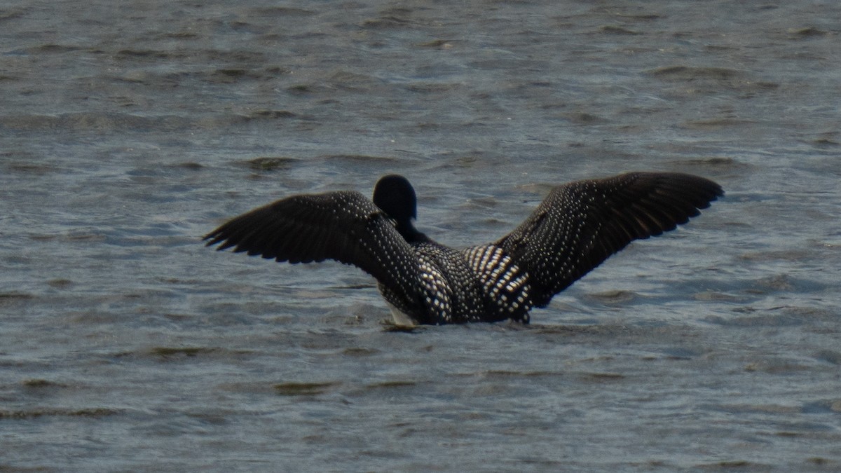 Черноклювая гагара - ML634079472