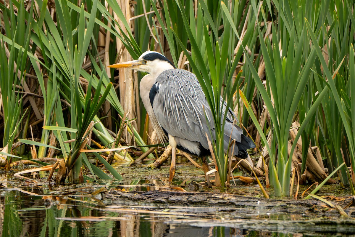 Gray Heron - ML634079541