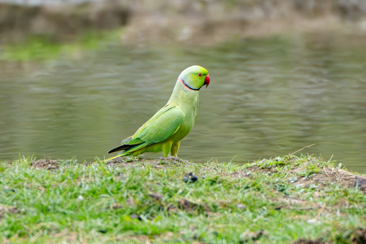 Rose-ringed Parakeet - ML634079556