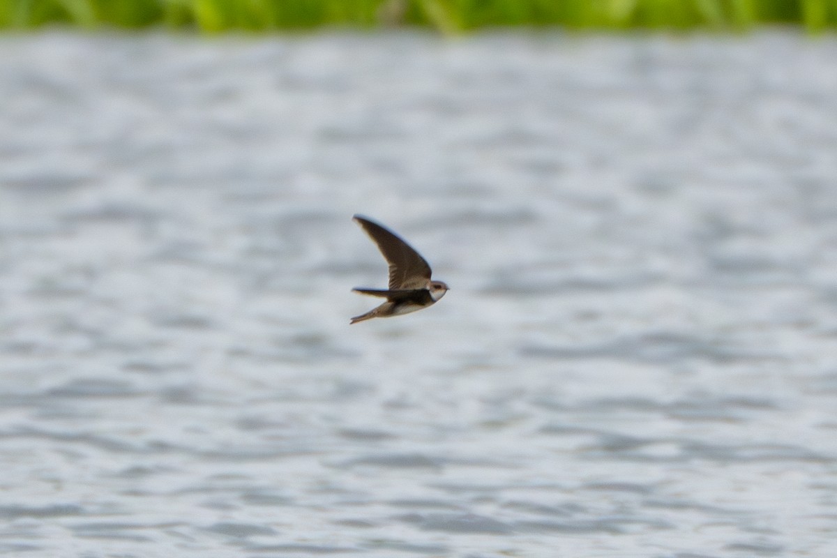 Bank Swallow - ML634079565