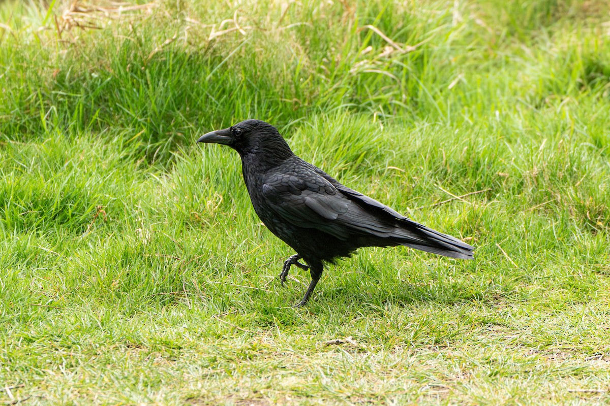 Carrion Crow - ML634079568