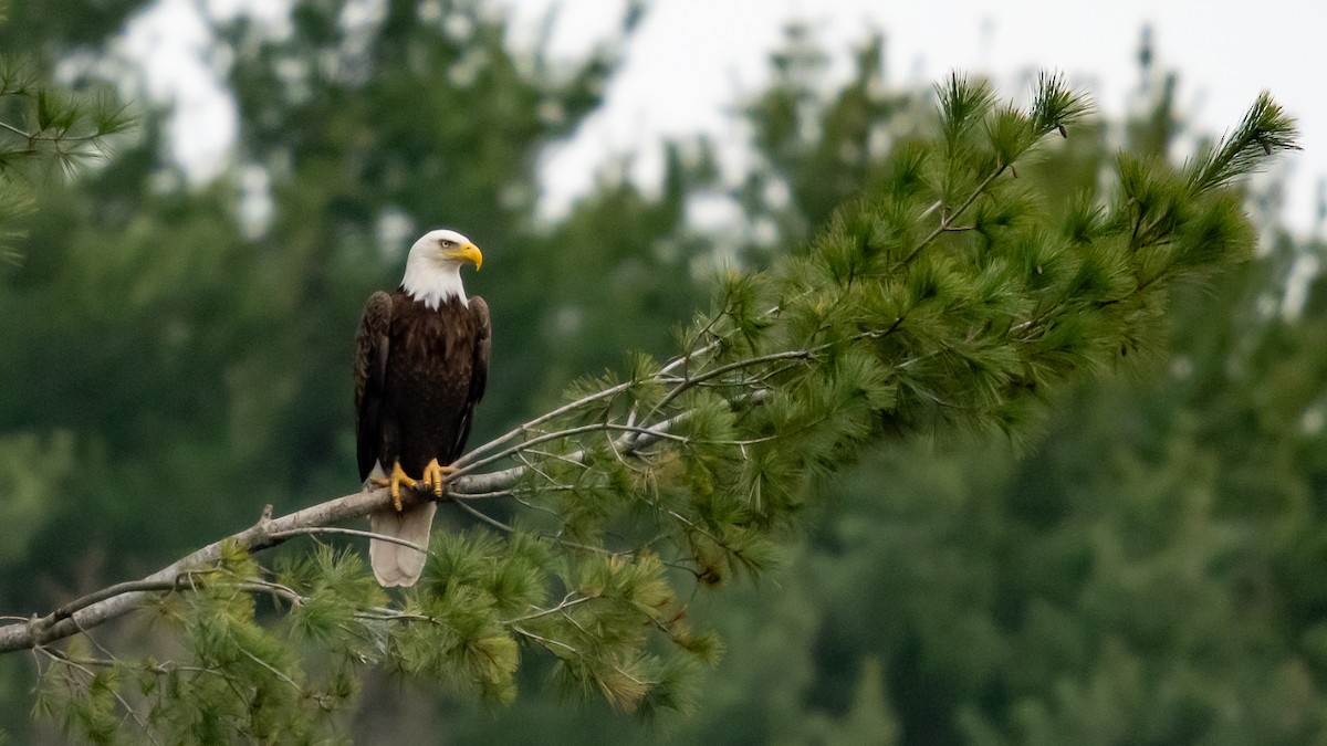Белоголовый орлан - ML634079572