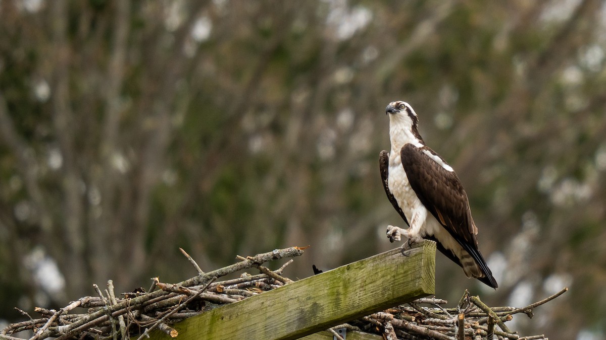 Скопа - ML634079607