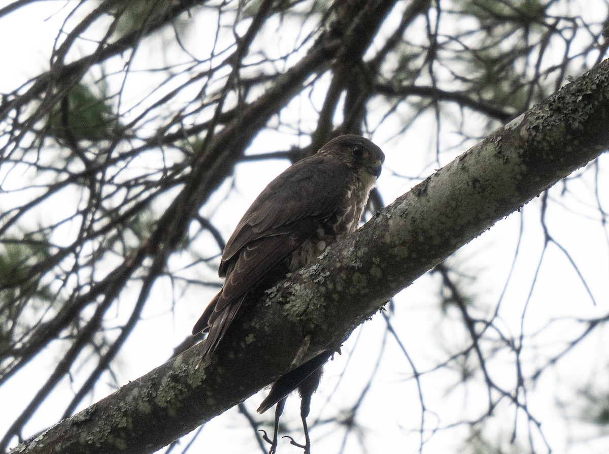 Дербник - ML634079644