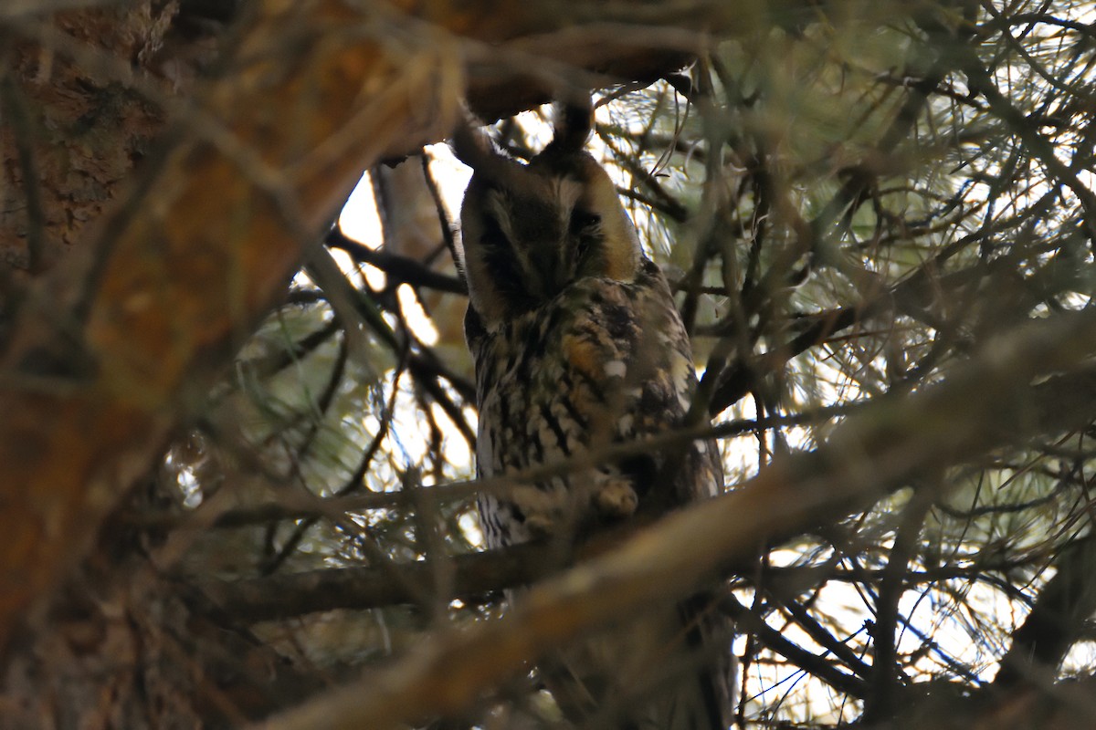 Long-eared Owl - ML634079673