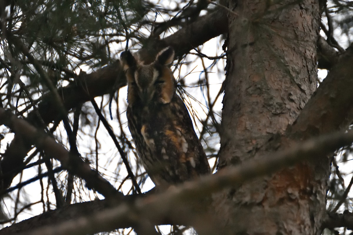 Long-eared Owl - ML634079675