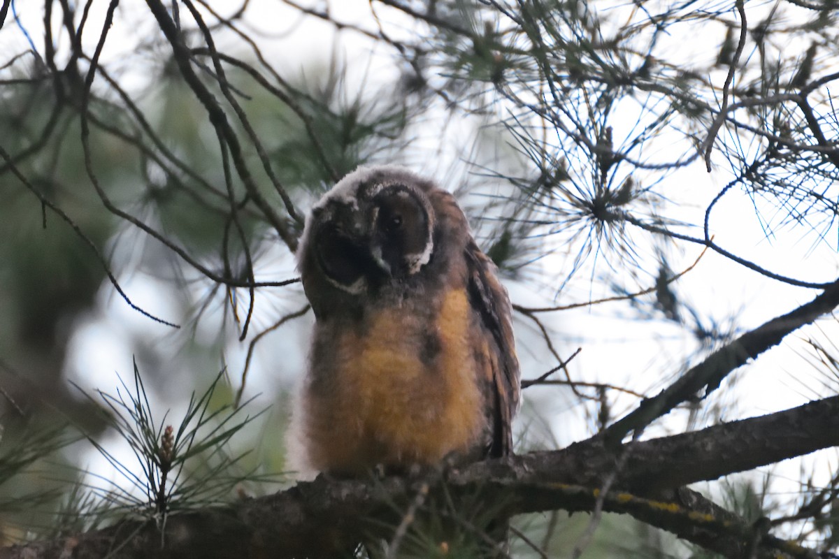 Long-eared Owl - ML634079680