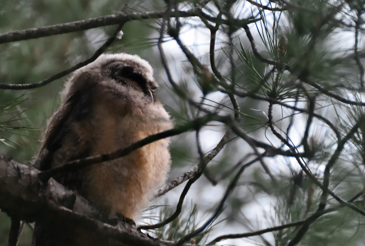 Long-eared Owl - ML634079682