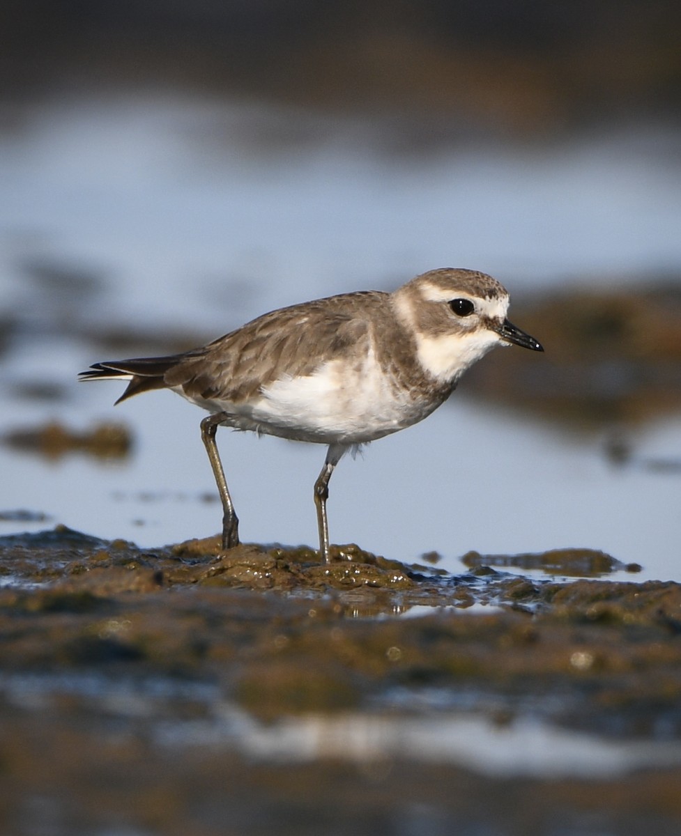Double-banded Plover - ML634079683