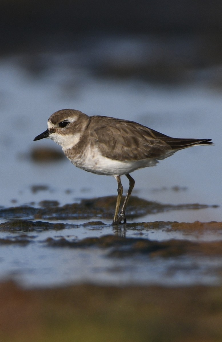 Double-banded Plover - ML634079684