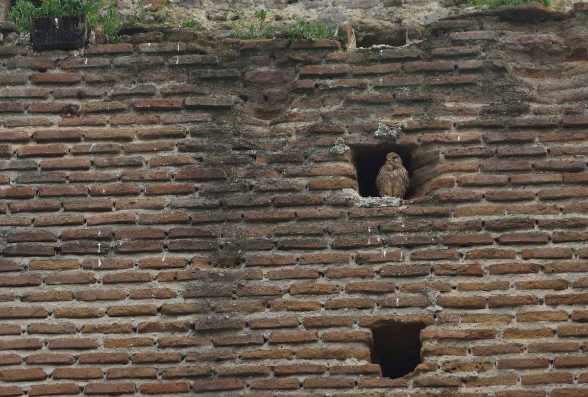 Eurasian Kestrel - ML634079688