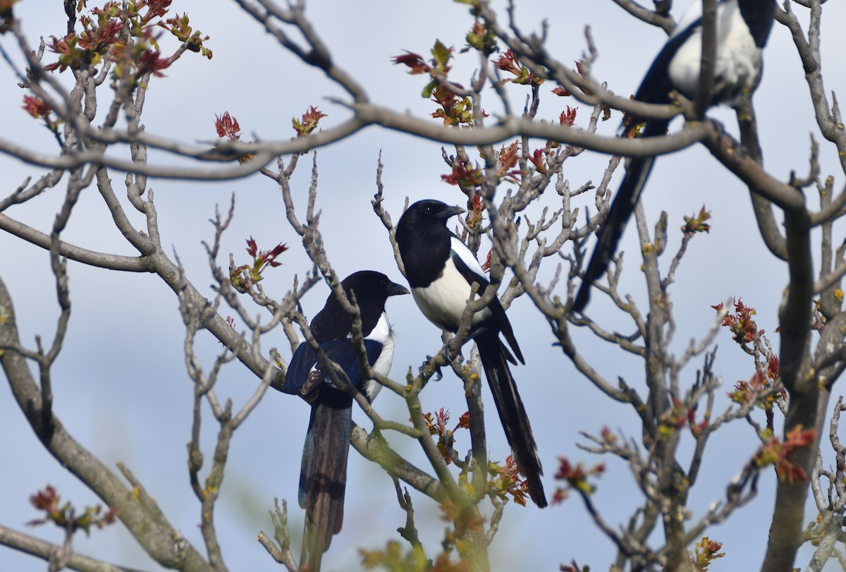 Eurasian Magpie - ML634079698