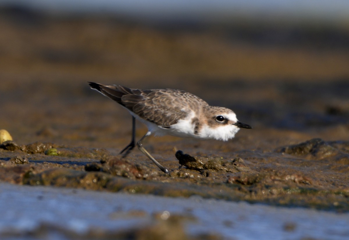 Red-capped Plover - ML634079701