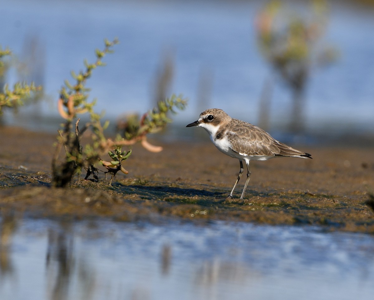 Red-capped Plover - ML634079703