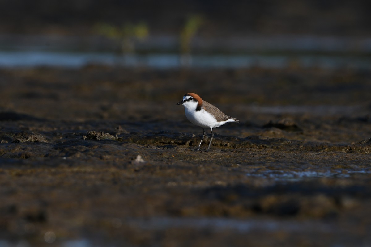 Red-capped Plover - ML634079704