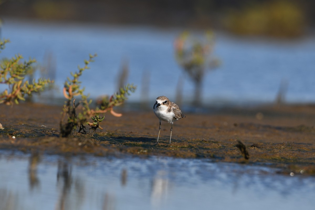Red-capped Plover - ML634079705