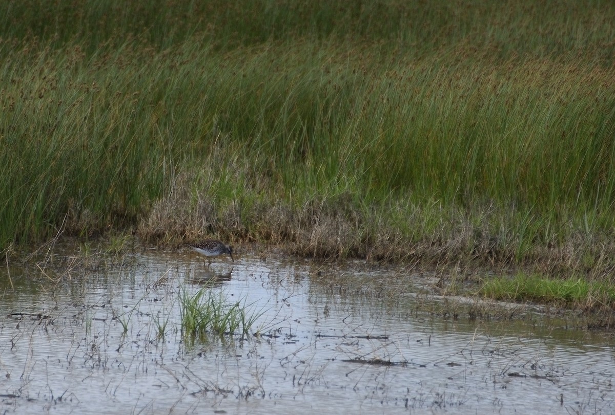 Wood Sandpiper - ML634079709