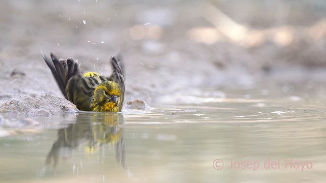 European Serin - ML634079712