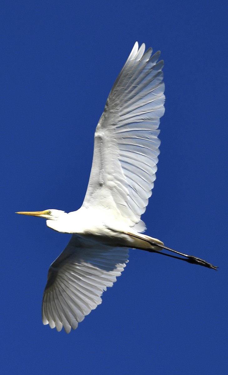 Great Egret - ML634079716
