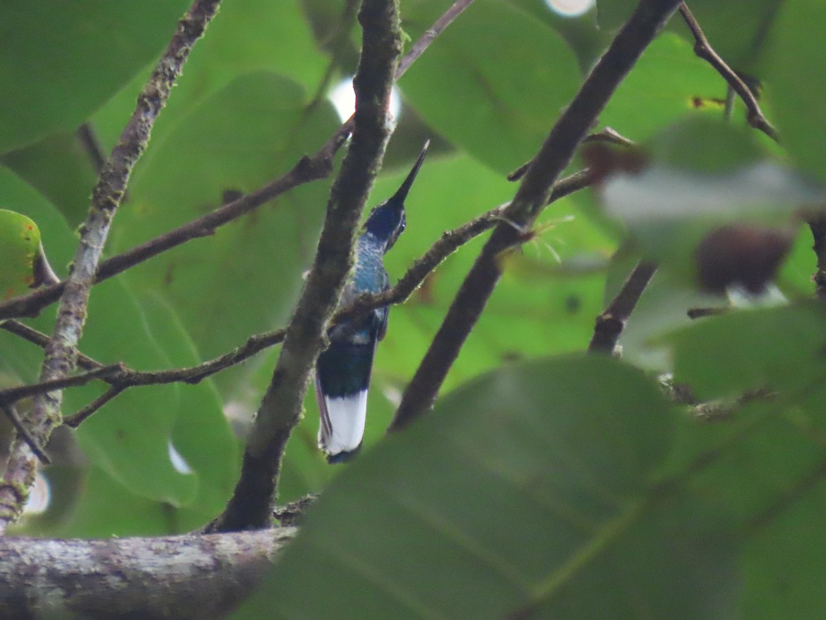 White-tailed Sabrewing - ML634079775