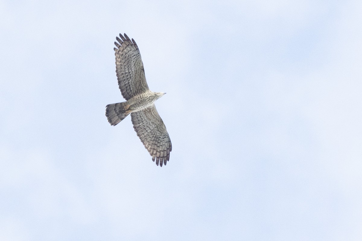 Oriental Honey-buzzard - ML634079807