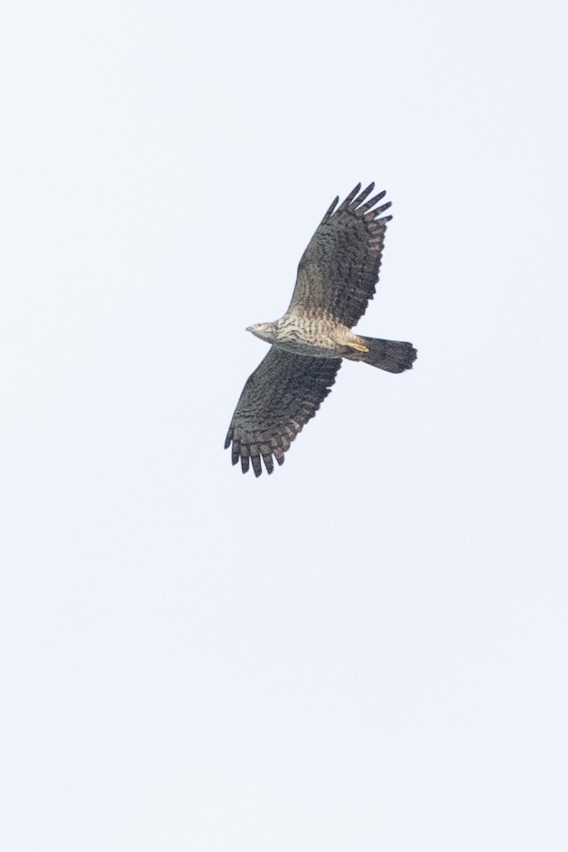 Oriental Honey-buzzard - ML634079814