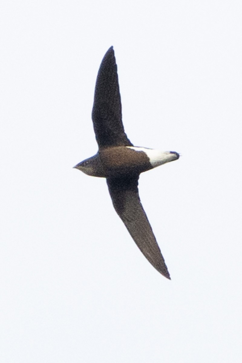 Silver-backed Needletail - ML634079847