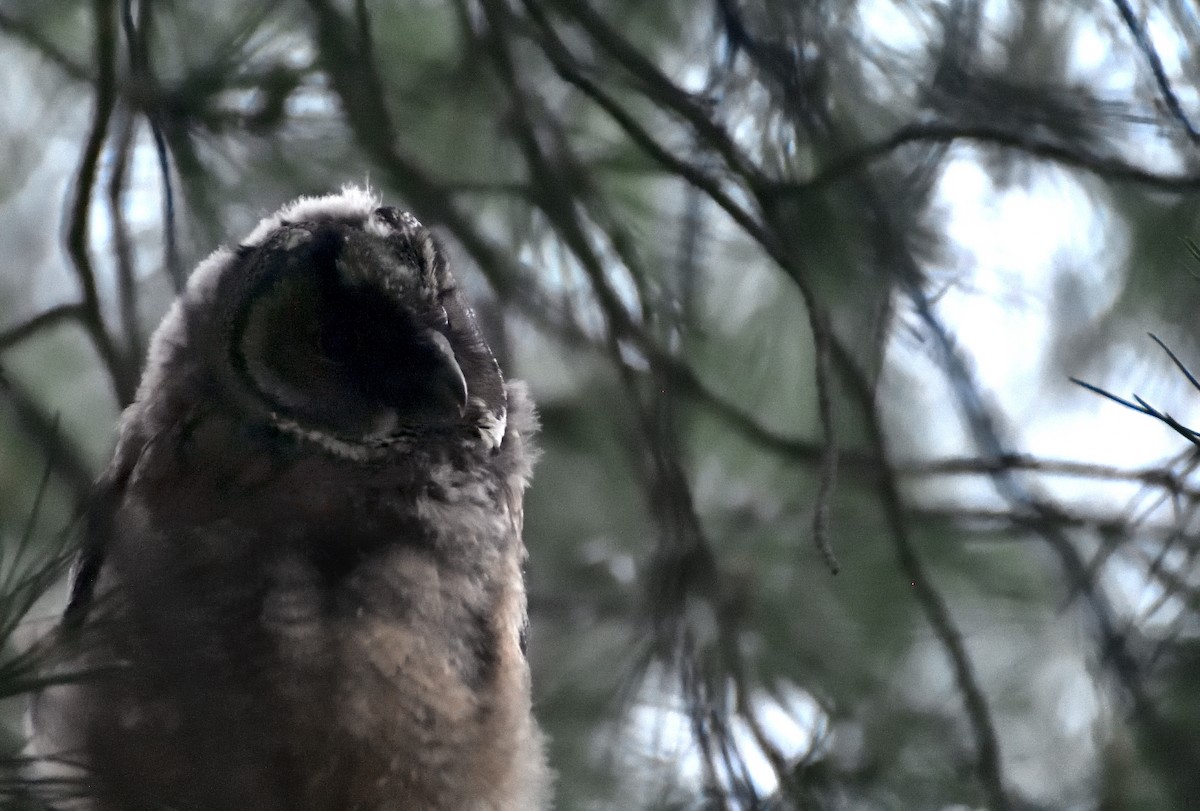 Long-eared Owl - ML634079909