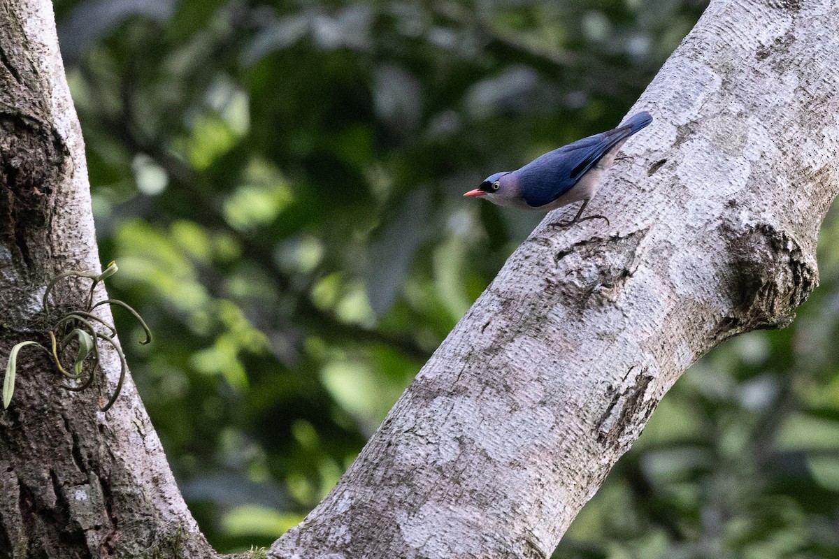 Velvet-fronted Nuthatch - ML634079911