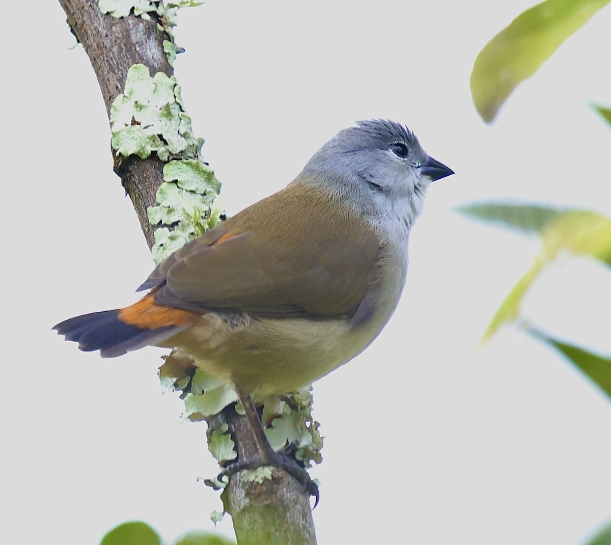 Yellow-bellied Waxbill - ML634079935