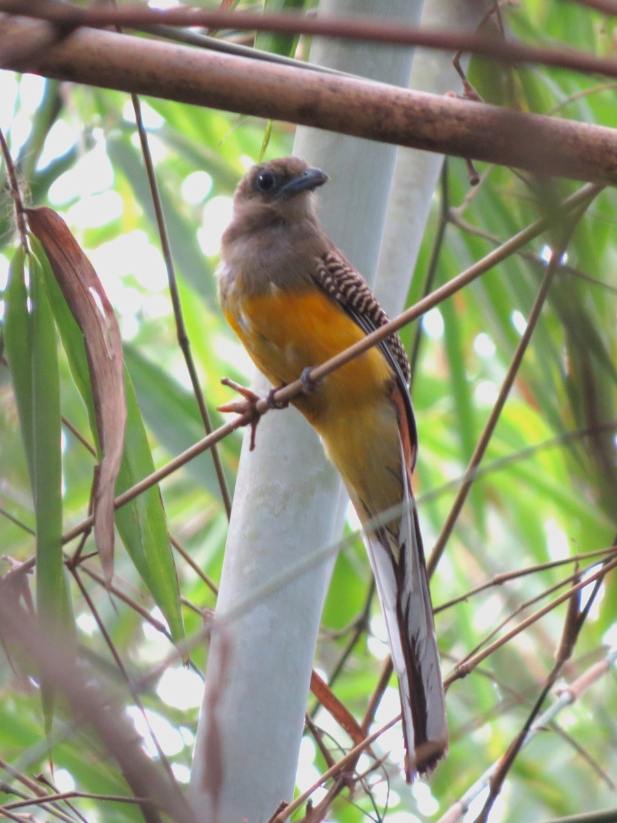 Orangebauchtrogon - ML634080014
