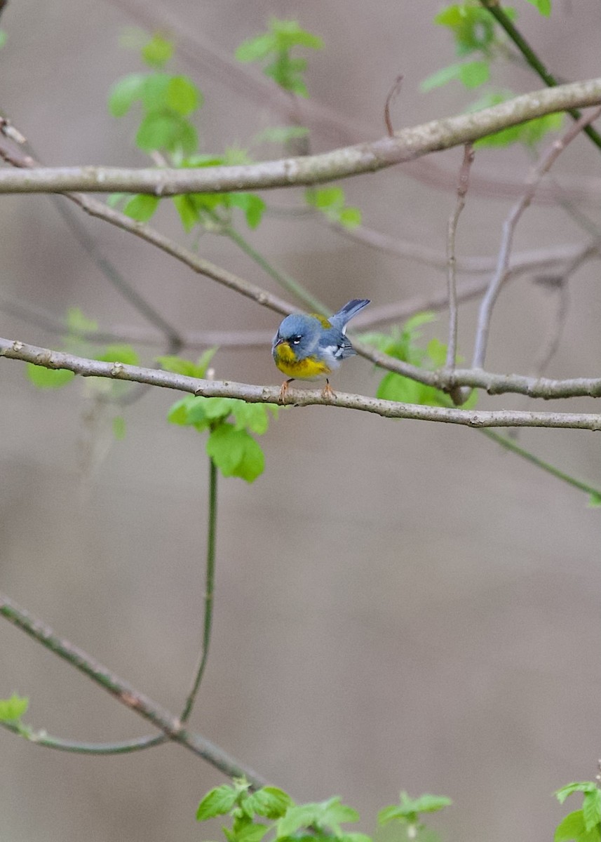 Northern Parula - ML634080038