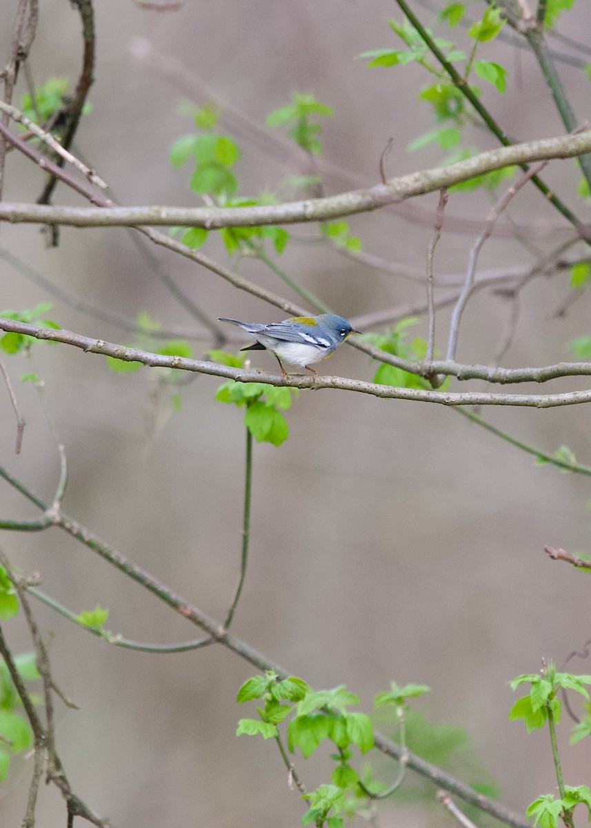 Northern Parula - ML634080039
