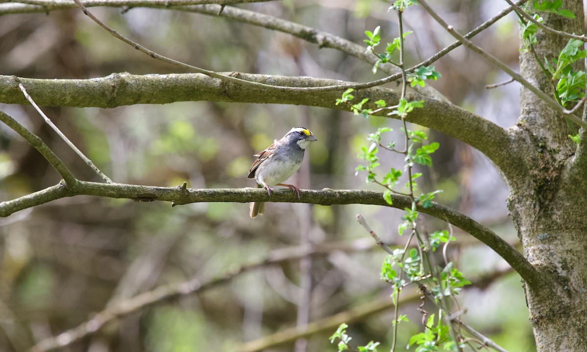 White-throated Sparrow - ML634080223