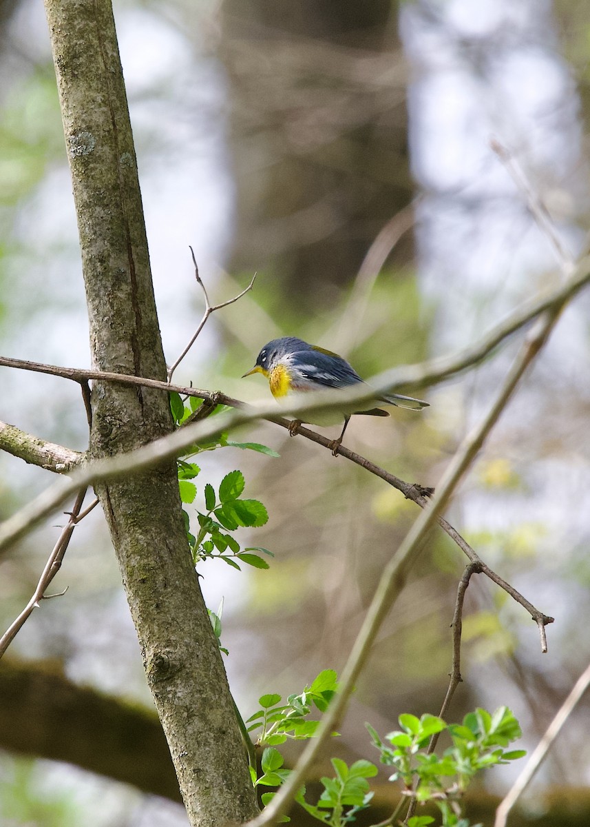 Northern Parula - ML634080225