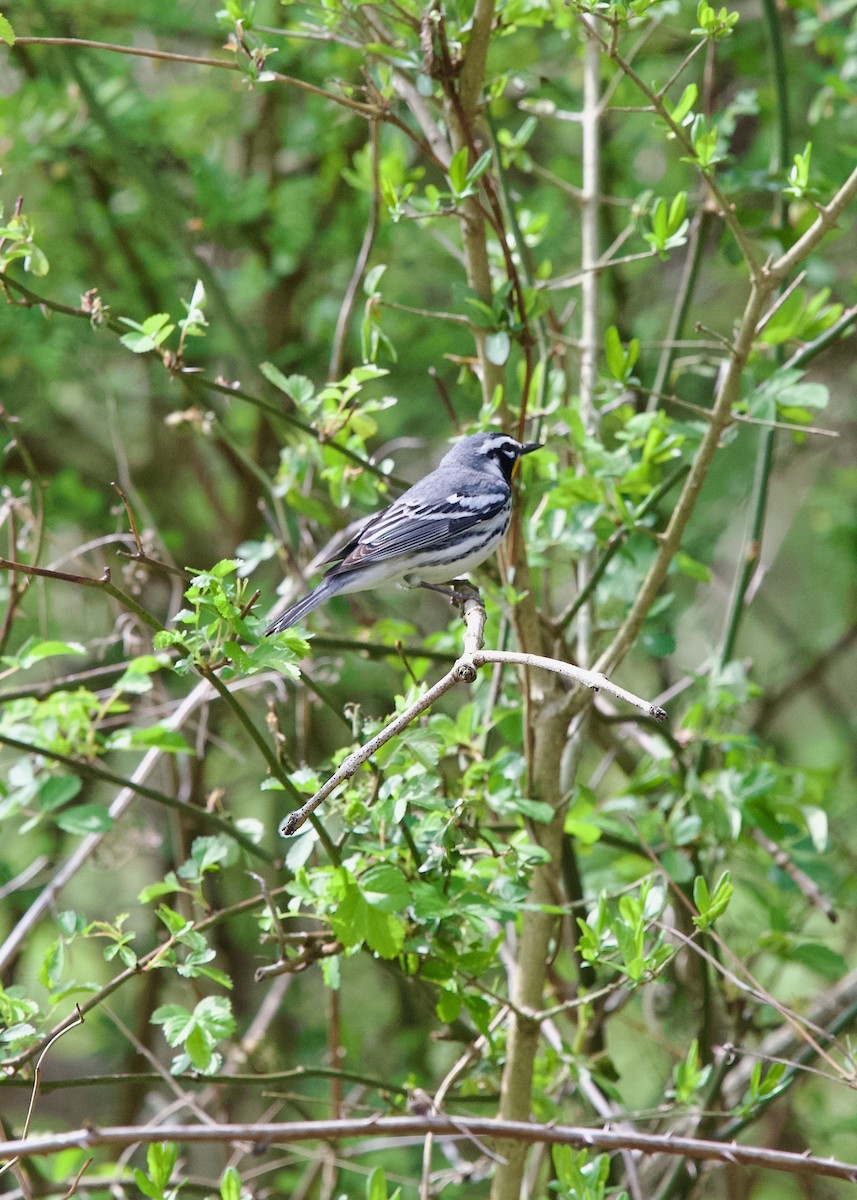 Yellow-throated Warbler - ML634080226
