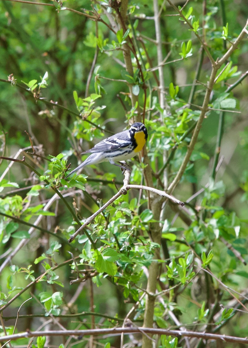 Yellow-throated Warbler - ML634080227