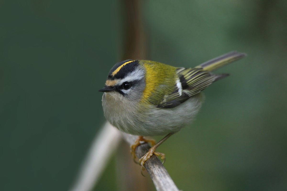 Common Firecrest - ML63408041