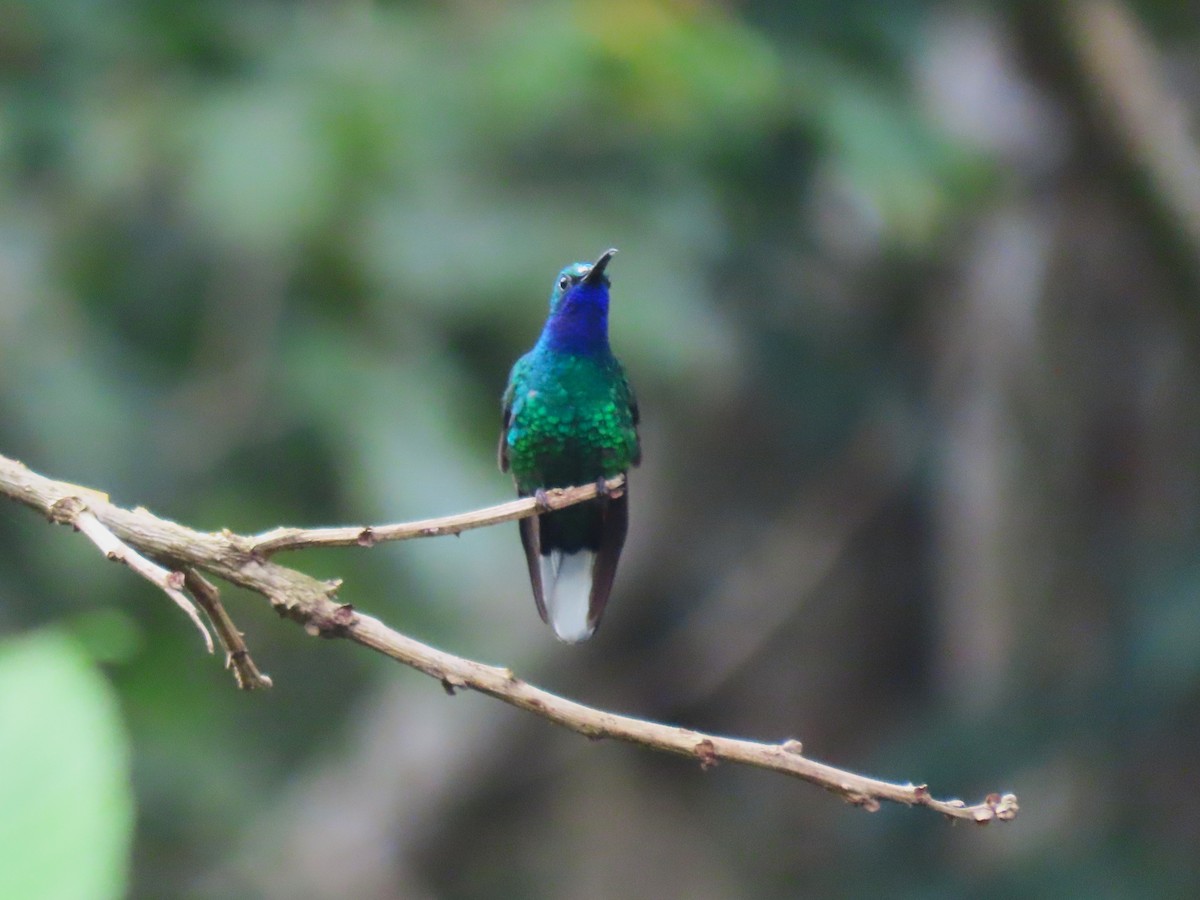 White-tailed Sabrewing - ML634080525