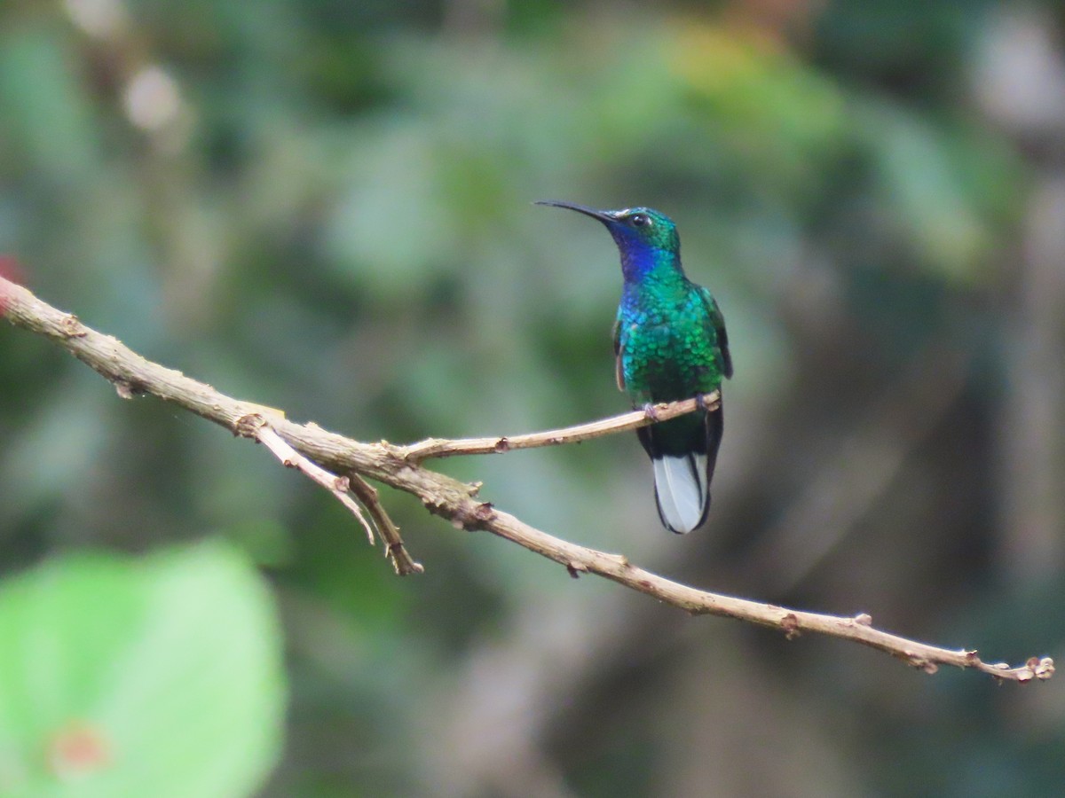 White-tailed Sabrewing - ML634080526