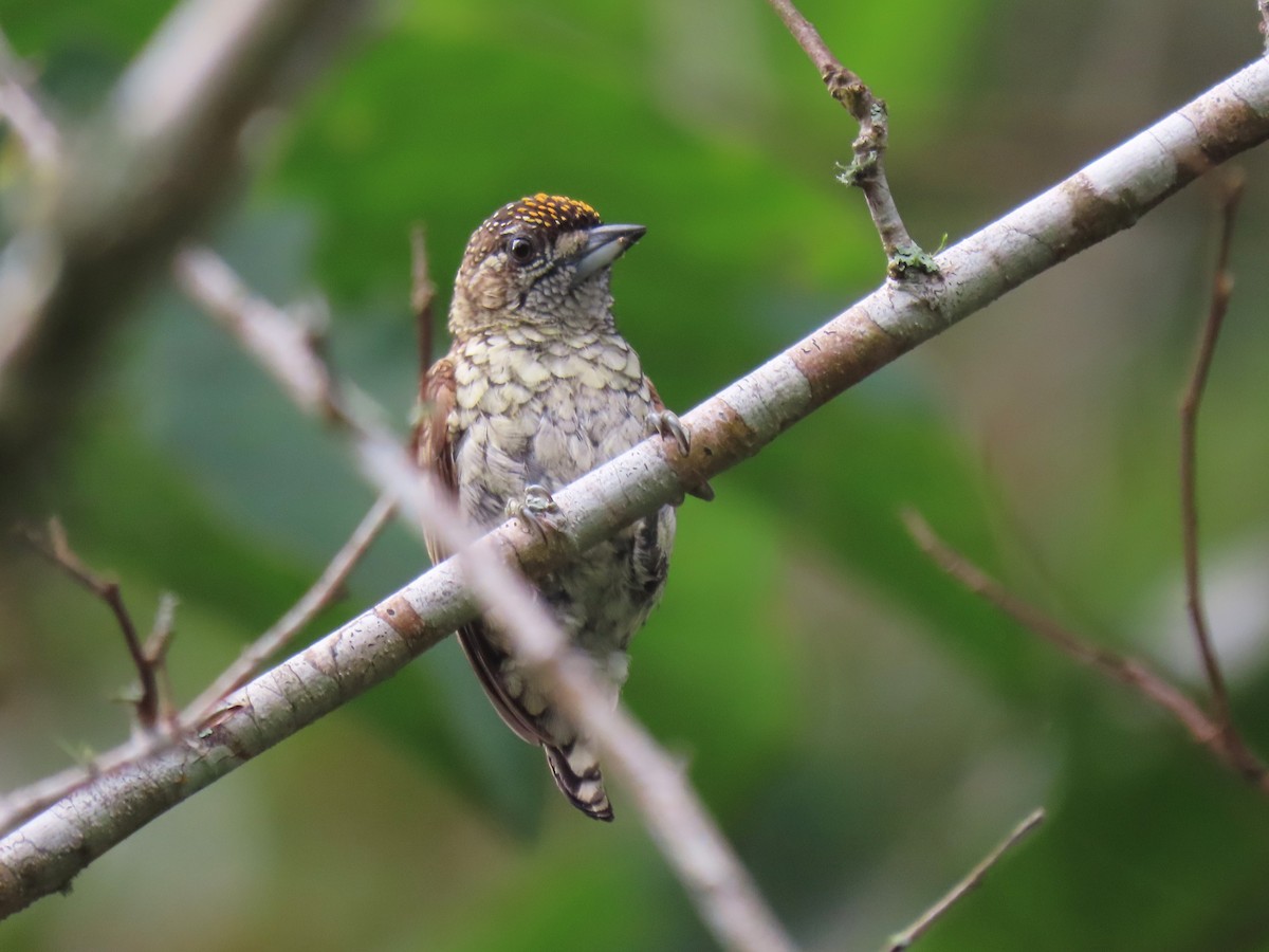 Scaled Piculet (Scaled) - ML634080537