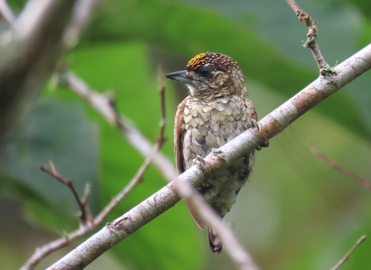 Scaled Piculet (Scaled) - ML634080538