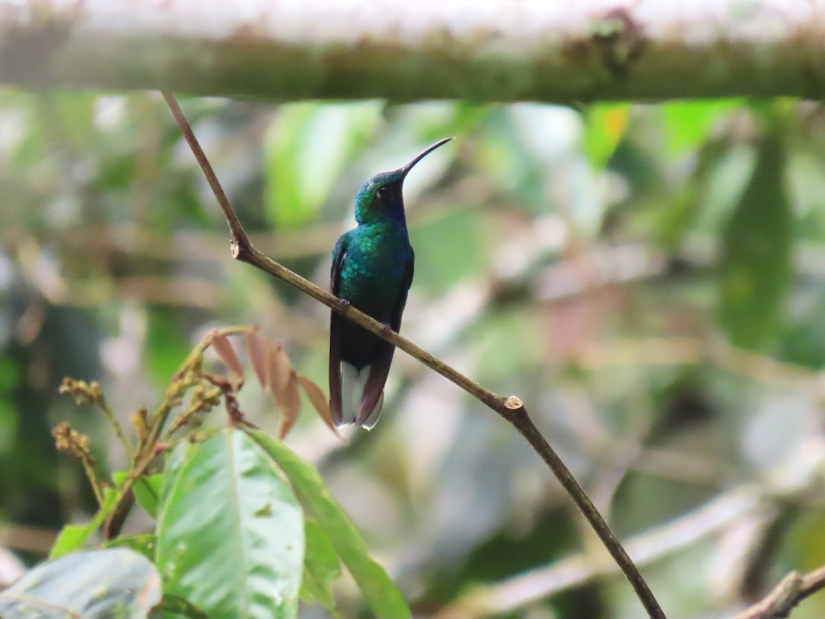 White-tailed Sabrewing - ML634080540
