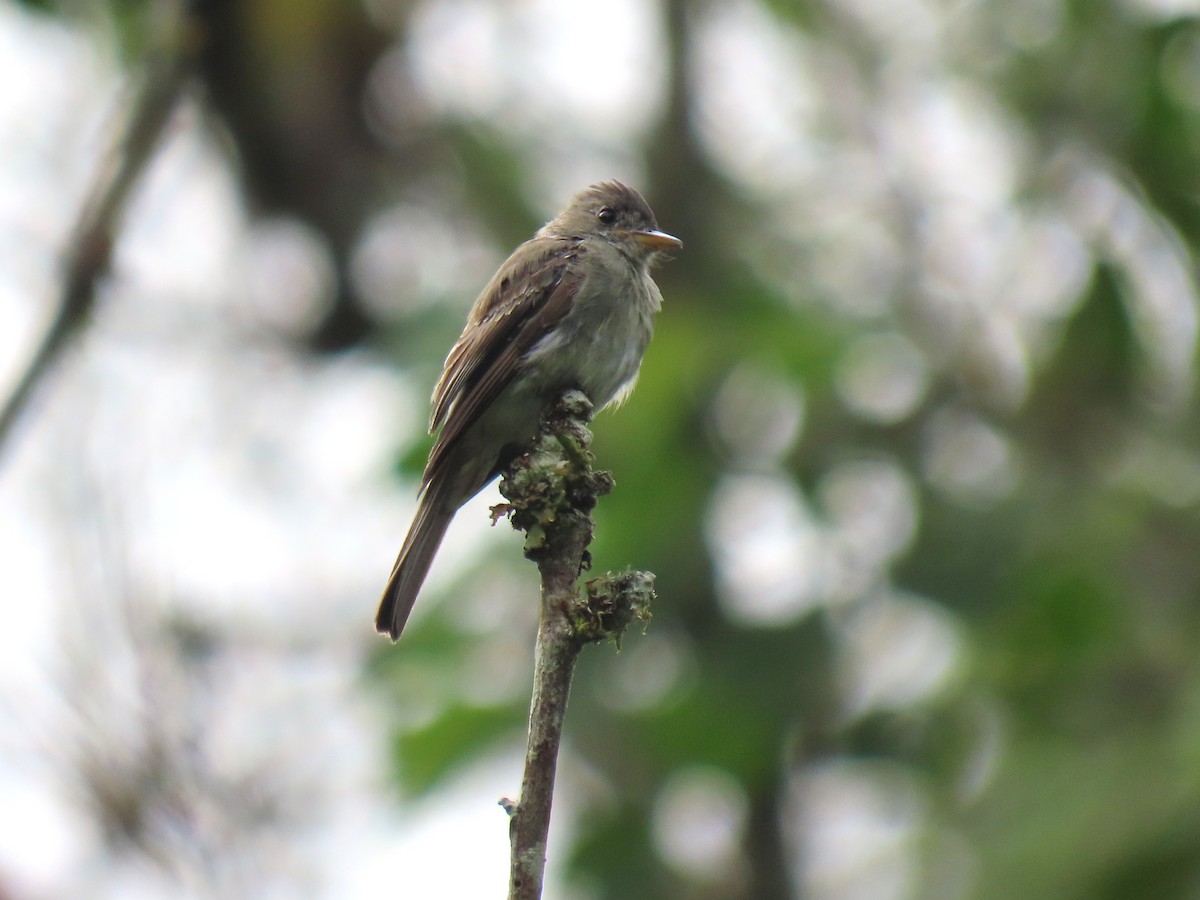 Northern Tropical Pewee - ML634080541