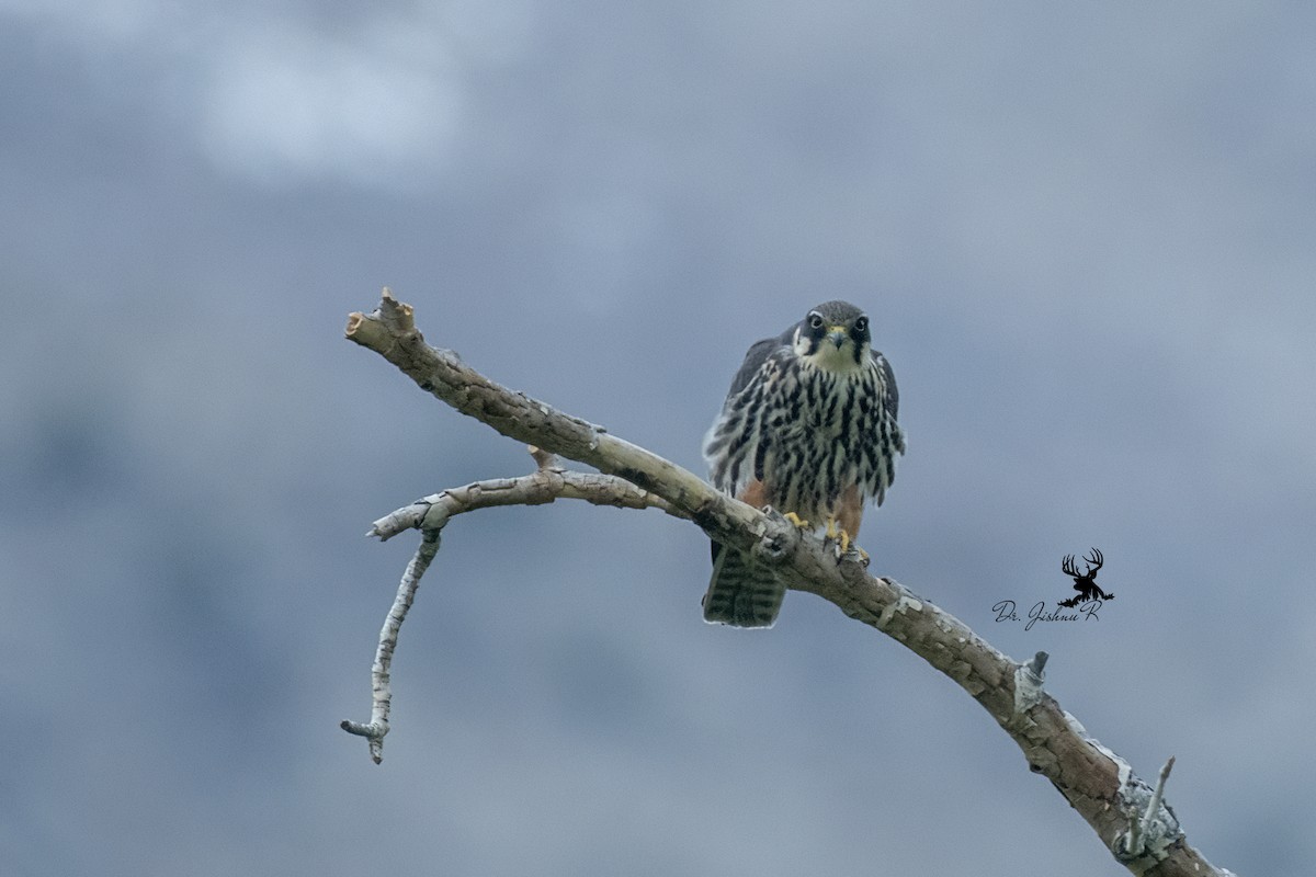 Eurasian Hobby - ML634080545