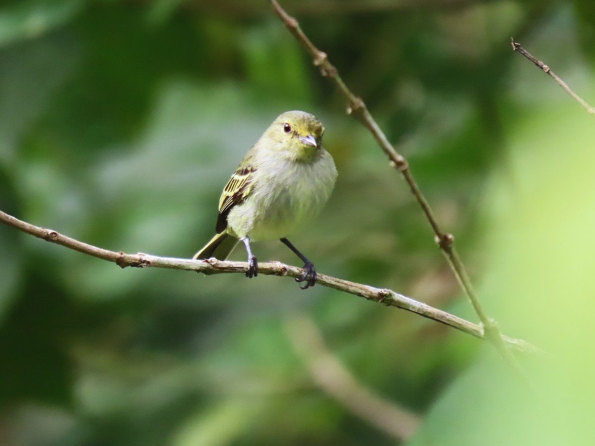 Golden-faced Tyrannulet (Coopmans's) - ML634080581